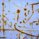 estrach n°1463
